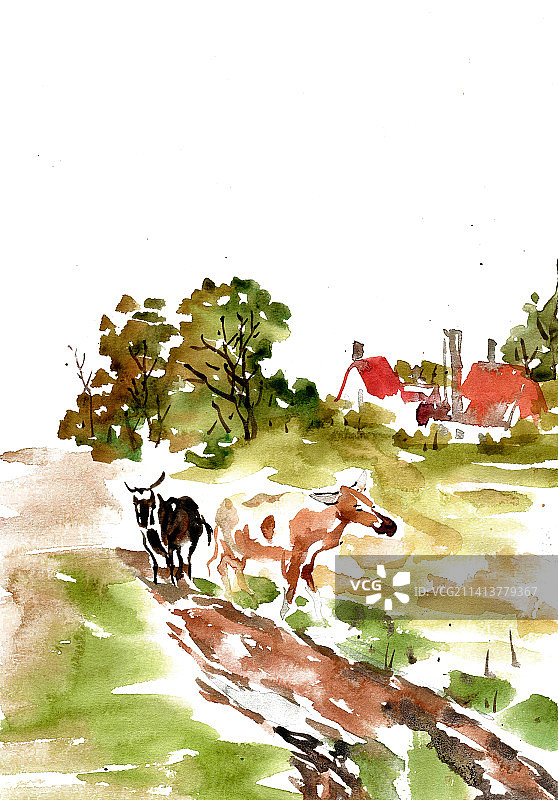 乡间小路上的牛图片素材