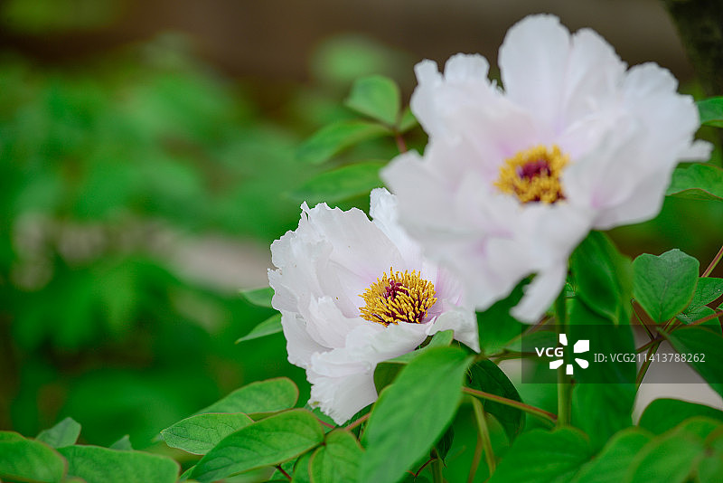 白牡丹图片素材