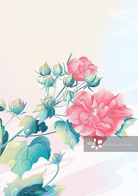 木芙蓉PSD插画图片素材