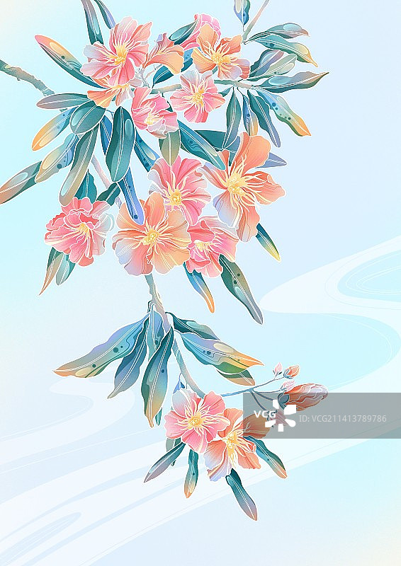 夹竹桃花卉图片素材