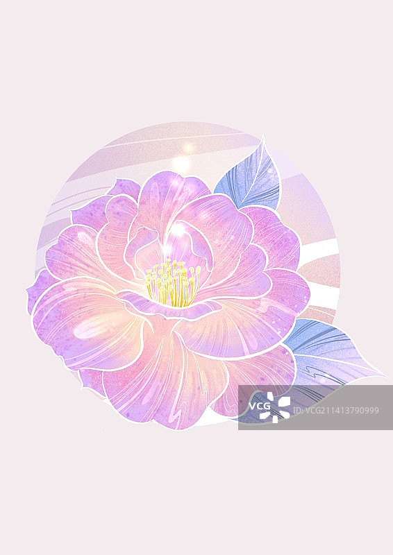 山茶花图片素材