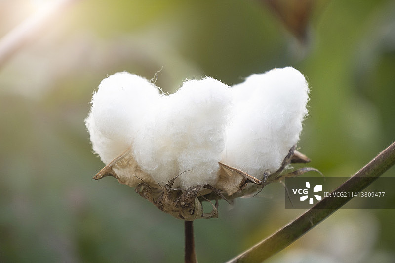 田野里的棉花图片素材