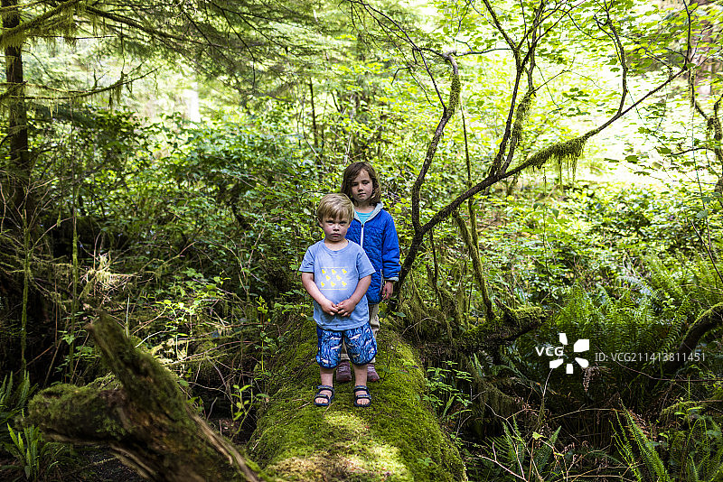 在茂密森林中远足时，一位小男孩和一位小女孩站在一根长满苔藓的倒下的原木上图片素材