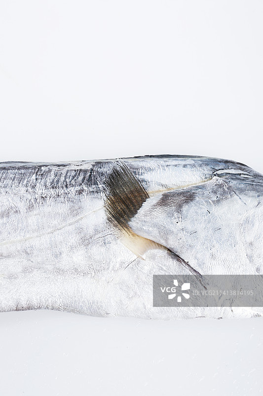 白底上的带鱼图片素材