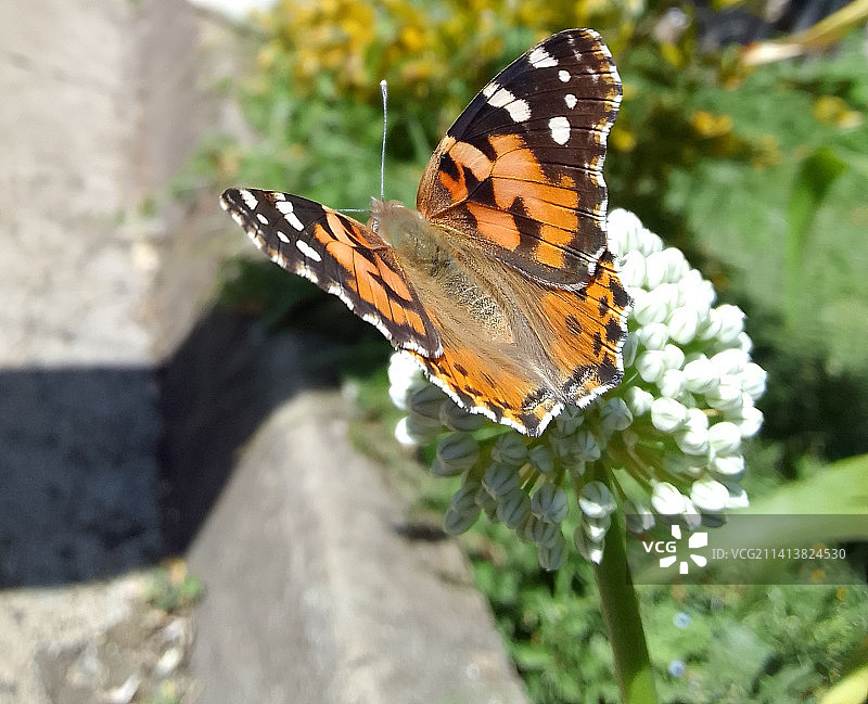 蝴蝶在花上授粉的特写图片素材