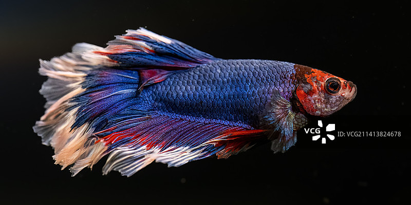 暹罗斗鱼肖像，英国莱明顿图片素材