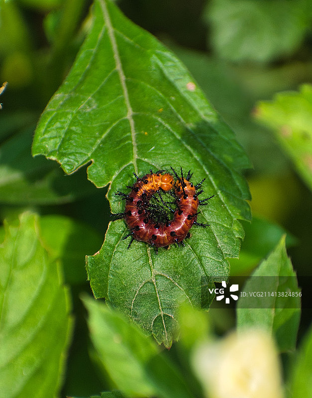 树叶上的昆虫特写，印度泰米尔纳德邦金奈图片素材