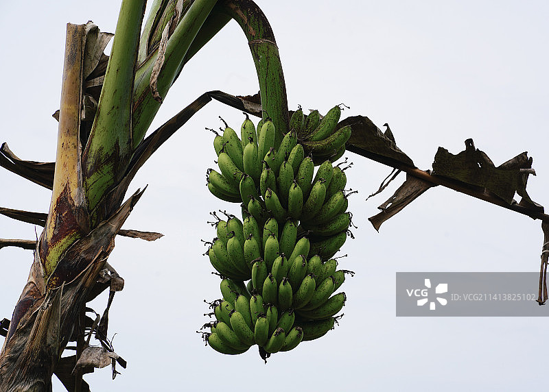 树对着天空的低角度视图图片素材