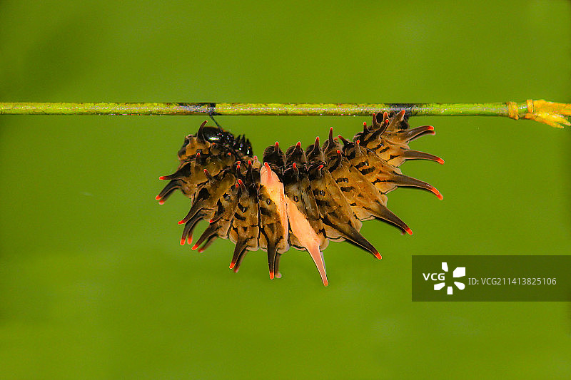 凋谢的植物特写，孟加拉国毛尔维巴扎尔图片素材