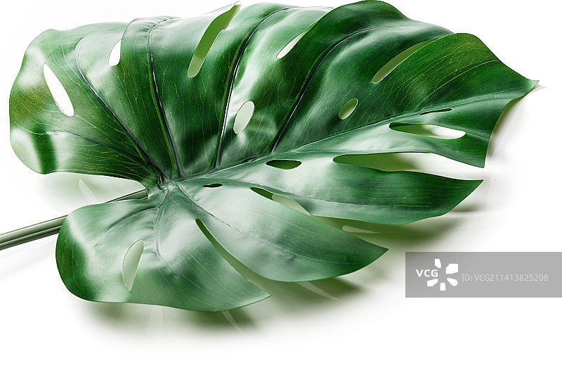 白色背景上的人造龟背竹热带叶子图片素材
