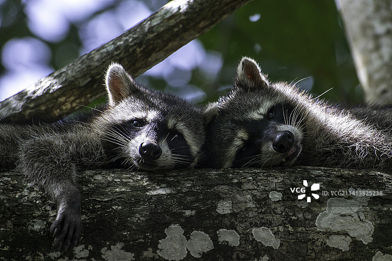 树干上的狐猴肖像，塔拉曼卡旧港，哥斯达黎加图片素材