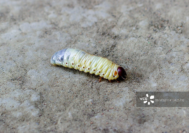在地上爬行的欧洲金龟子幼虫：钓鱼用的蛆图片素材