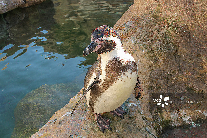 南极洲水塘边的企鹅图片素材