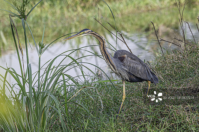苍鹭栖息在草地上的侧视图，印度图片素材