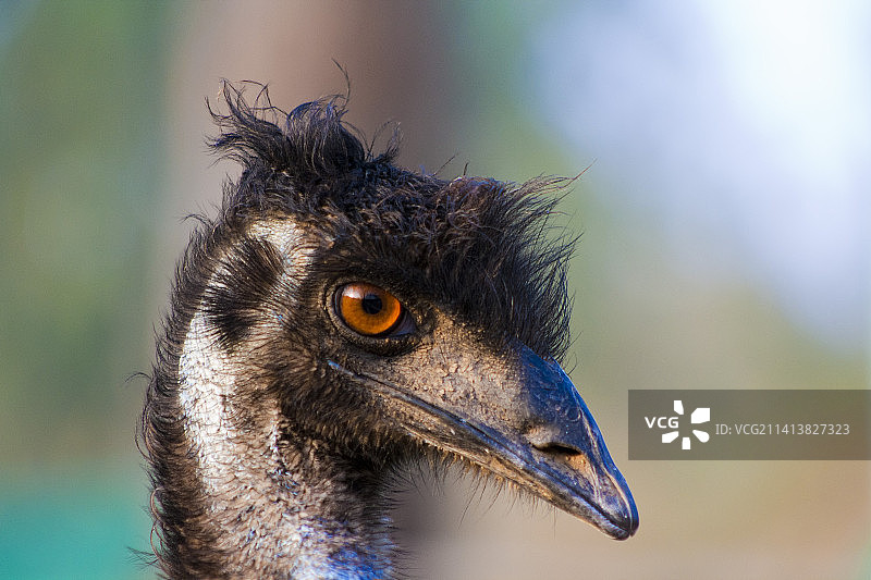 印度卡纳塔克邦班加罗尔鸸鹋特写图片素材