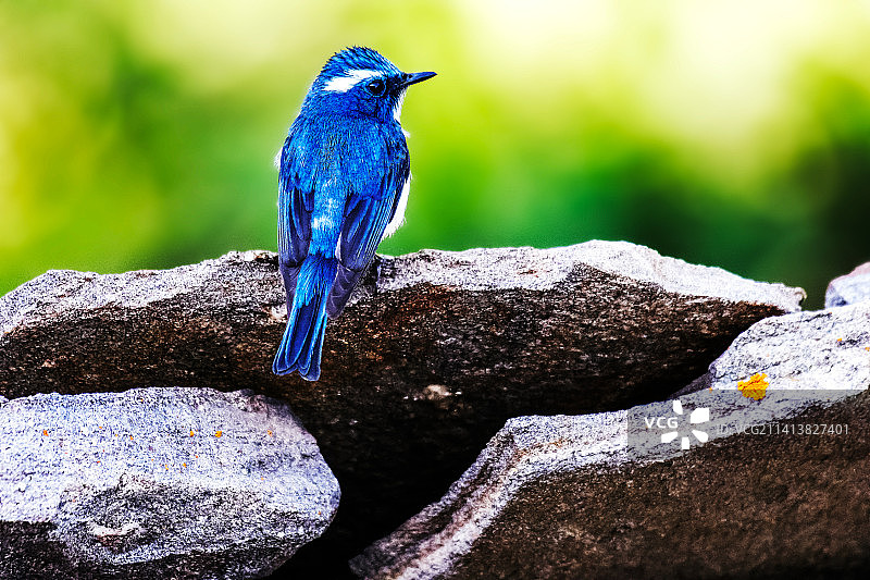 岩石上的鸣禽特写图片素材