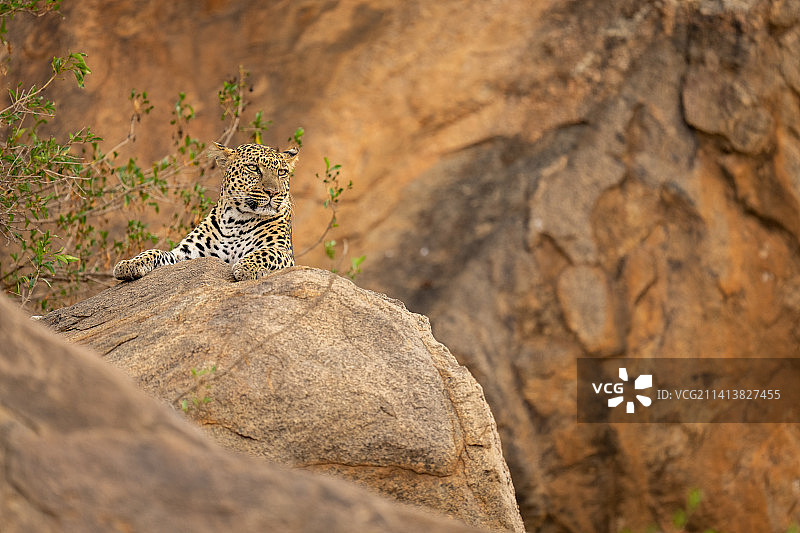 肯尼亚，豹子躺在多叶灌木附近的岩石上图片素材