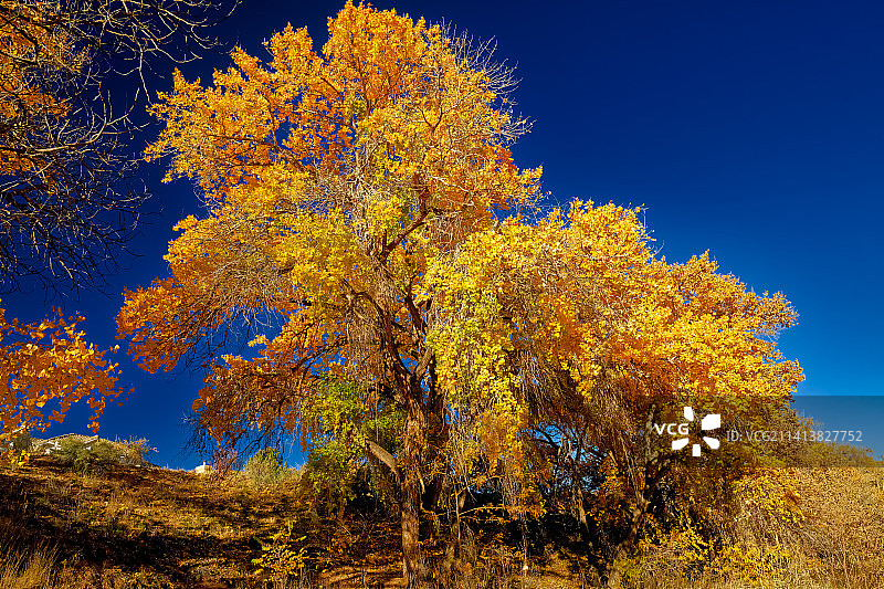 美国新墨西哥州里奥兰乔蓝天下秋树的仰视图片素材