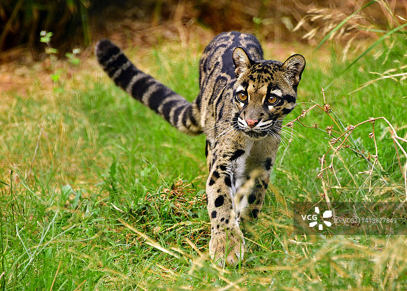 中国草地上行走的云豹肖像图片素材