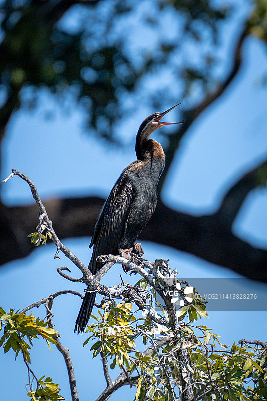 博茨瓦纳，停在树上的鸟的仰视角度图片素材