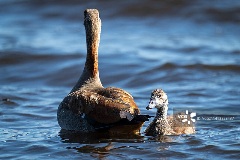 博茨瓦纳：埃及雁与小鹅在河中游泳图片素材