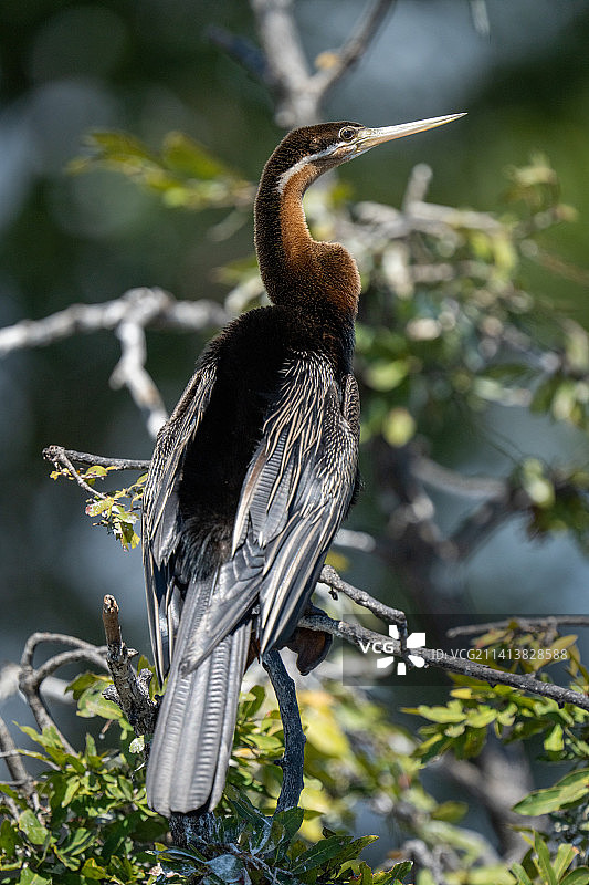 栖息在树枝上的鸟儿特写，博茨瓦纳图片素材