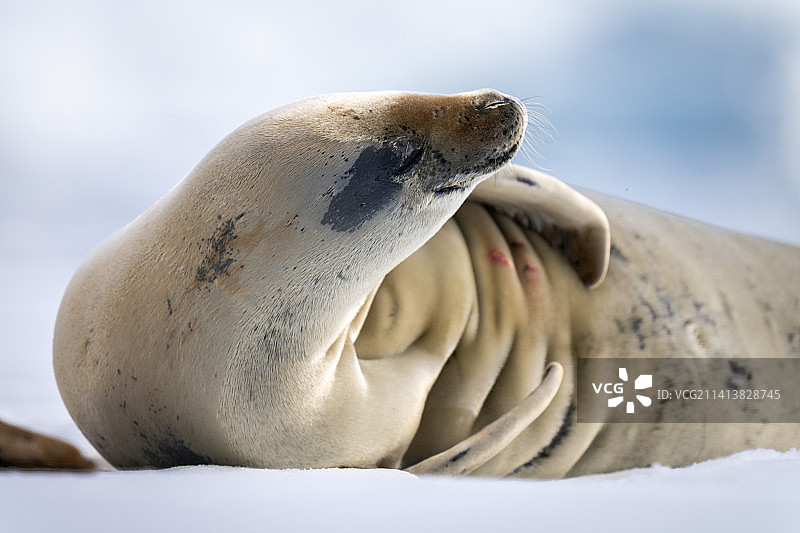南极洲食蟹海豹在冰上休息的特写图片素材