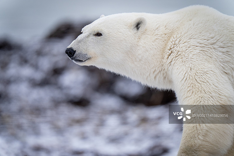 加拿大努纳武特地区阿维亚特小镇的北极熊图片素材