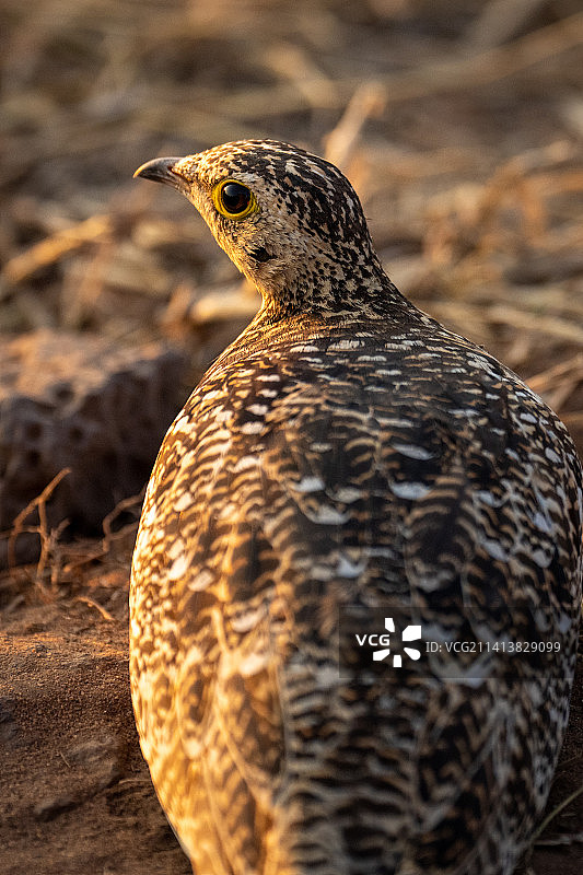 灌木丛中栖息的雷鸟特写，博茨瓦纳图片素材