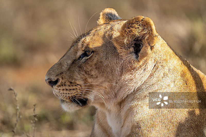 雌狮的特写：看向远方，博茨瓦纳图片素材