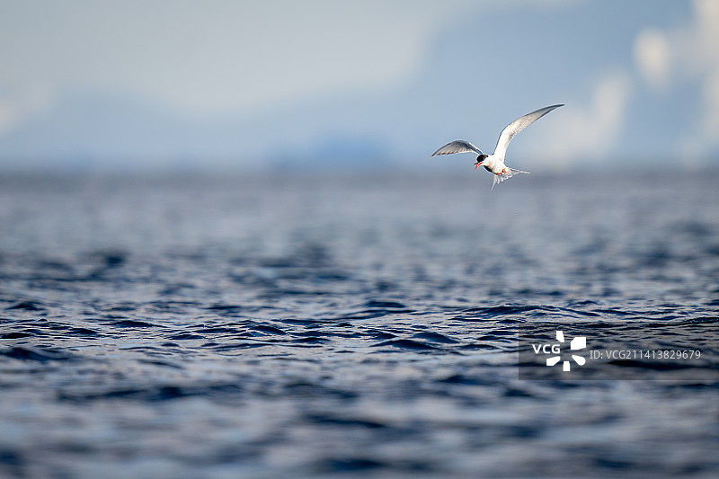 南极燕鸥在海面上盘旋捕鱼图片素材