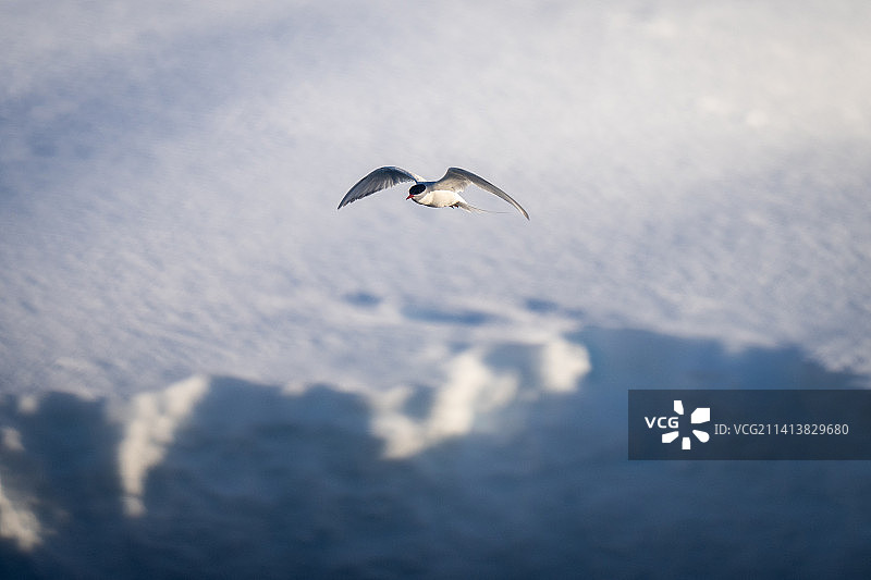 南极燕鸥飞越雪岸图片素材
