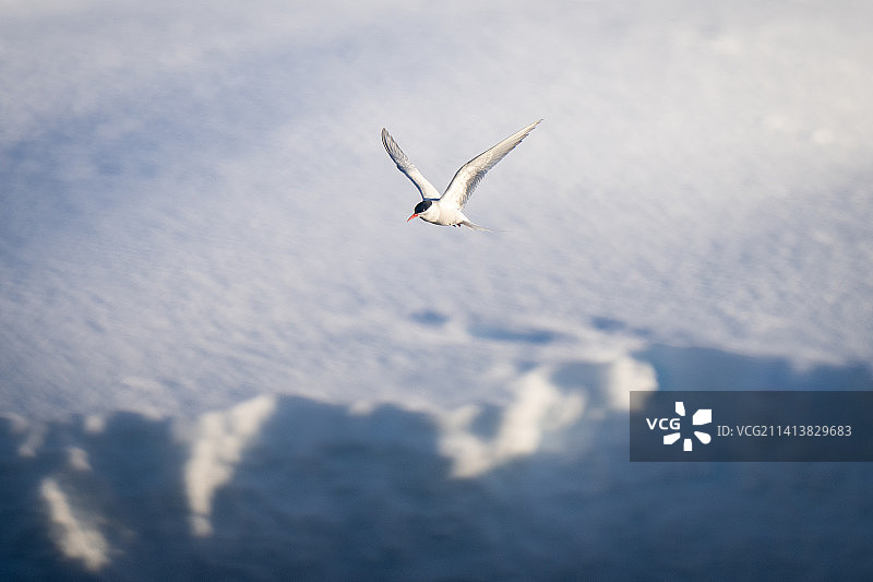 南极燕鸥飞越雪堤图片素材