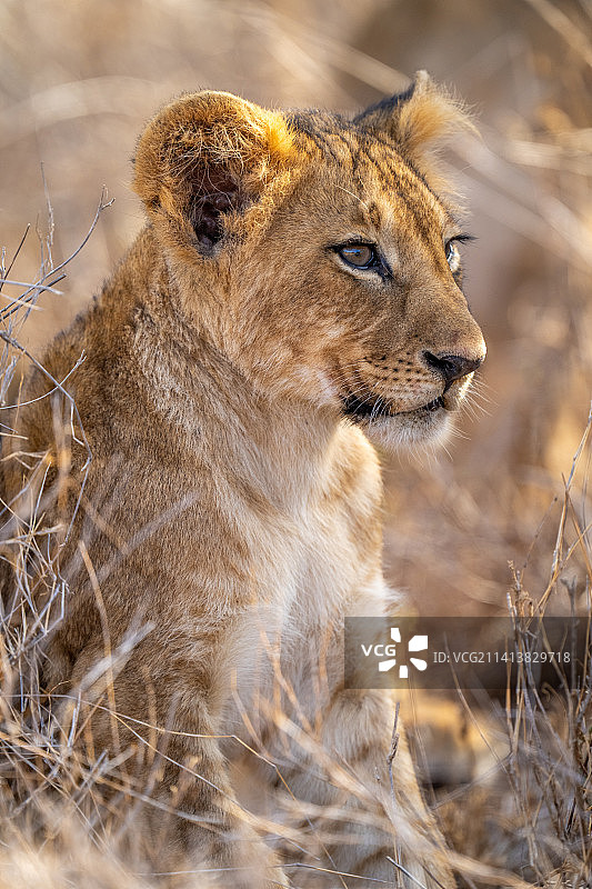 母狮坐在田野上特写，肯尼亚图片素材