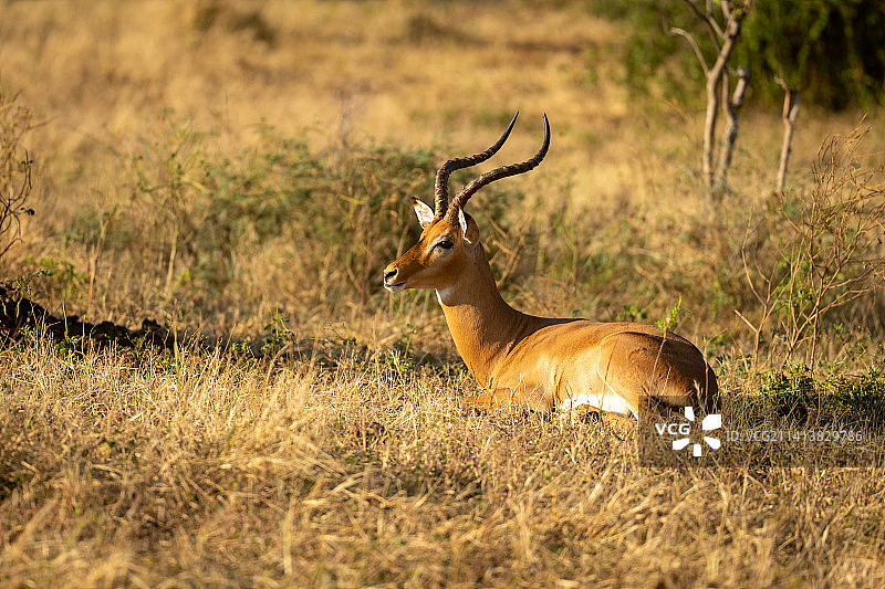 躺在草地上凝视的雄性普通黑斑羚，博茨瓦纳图片素材
