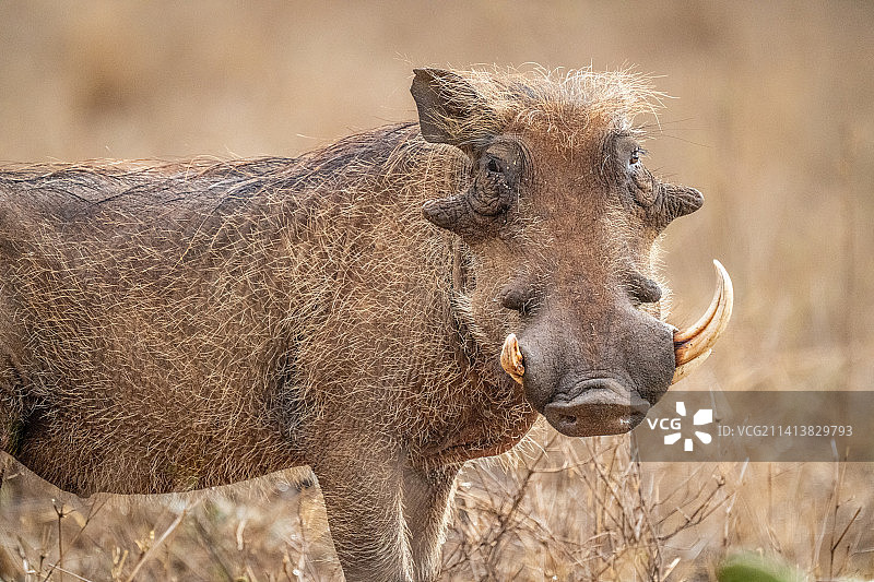 肯尼亚，缺失獠牙的普通疣猪特写图片素材