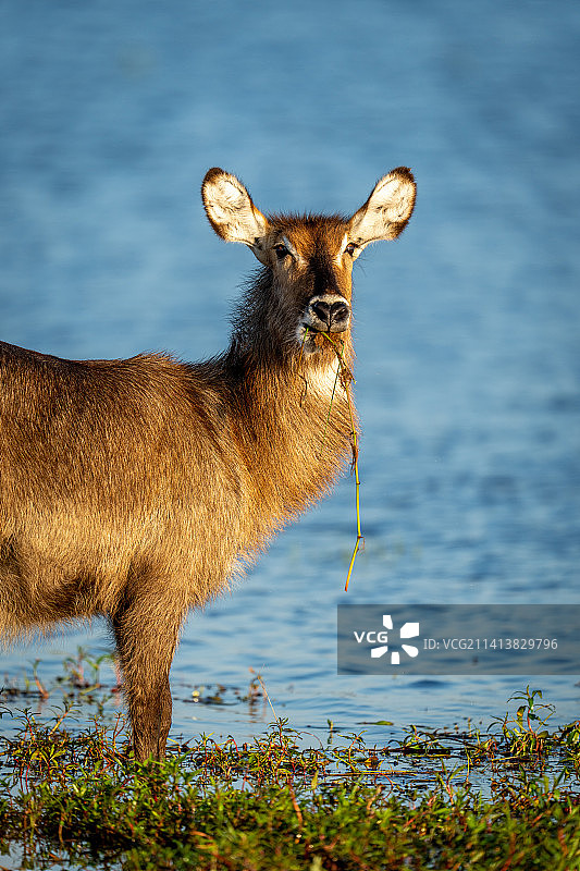 博茨瓦纳湖中站立的鹿的侧视图图片素材