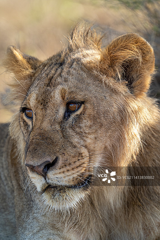 狮子的特写肖像，肯尼亚图片素材