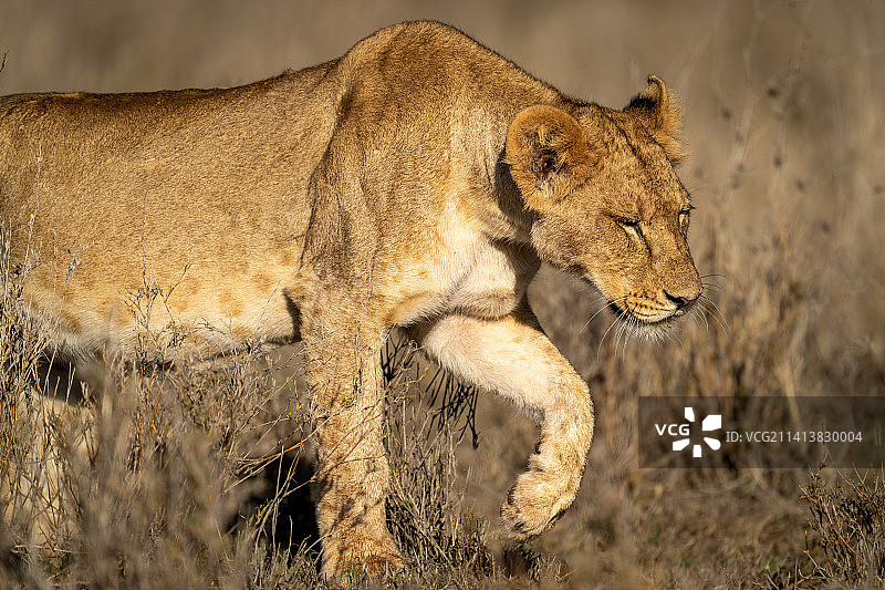 博茨瓦纳田野上的母狮侧视图图片素材