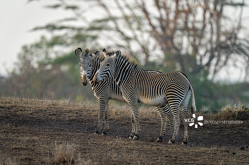 两只格雷维斑马并排站在肯尼亚的山坡上图片素材
