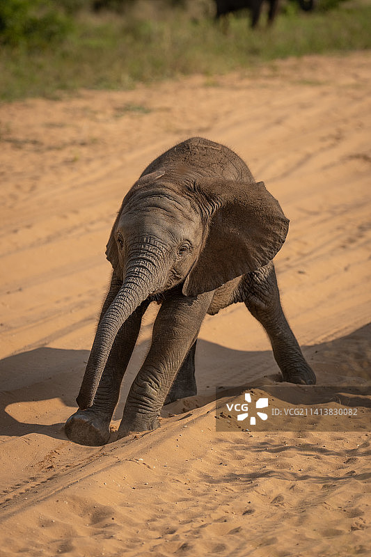 博茨瓦纳：在跑道上伸展身体的非洲象幼崽图片素材