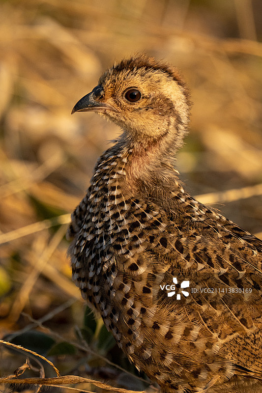 斯温森距翅山鹑雏鸟特写，博茨瓦纳图片素材