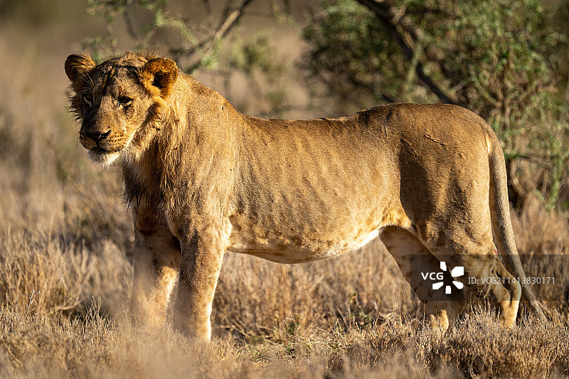 幼狮站在肯尼亚灌木丛旁凝视图片素材
