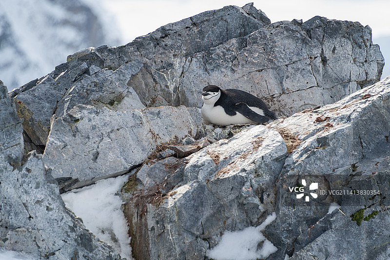 南极洲，帽带企鹅躺在岩石上看着镜头图片素材