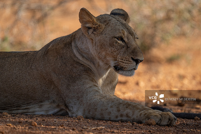 肯尼亚的母狮图片素材
