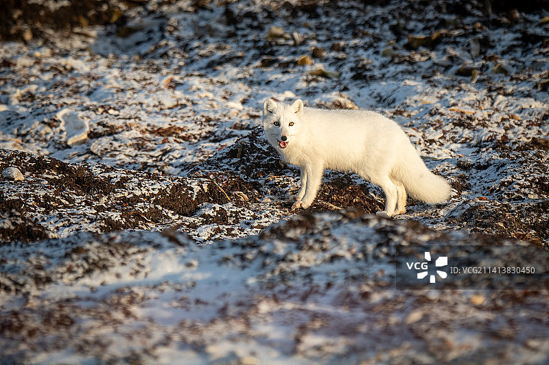 苔原上张开嘴站立的北极狐，加拿大努纳武特地区阿维亚特图片素材