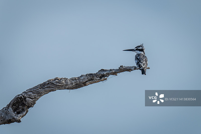 博茨瓦纳，站在树枝上回头看的斑鱼狗图片素材