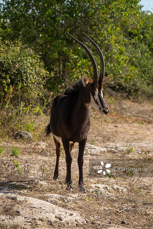 黑貂羚站在岩石上看着镜头，博茨瓦纳图片素材