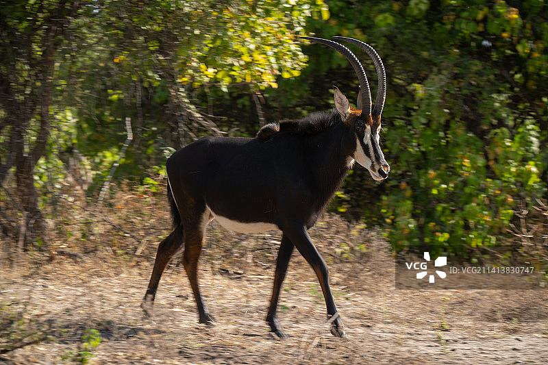 博茨瓦纳，黑貂羚羊穿过空地的慢镜头拍摄图片素材