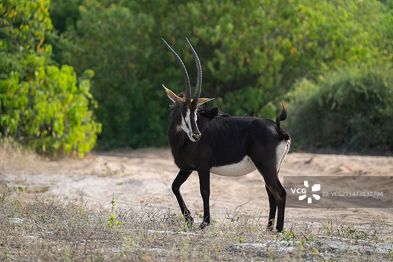 黑马羚在博茨瓦纳的赛道旁转身图片素材